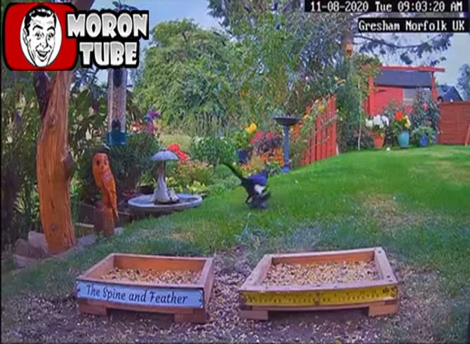 Video :At the feeder, a bird lands on some filth and perishes